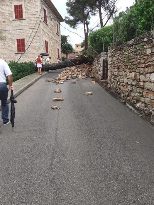 Überschwemmungen und umgestürzte Bäume auf Mallorca.