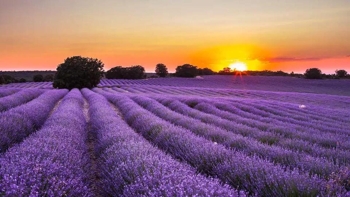 En Brihuega se extienden casi 1.000 hectáreas de cultivo de lavanda