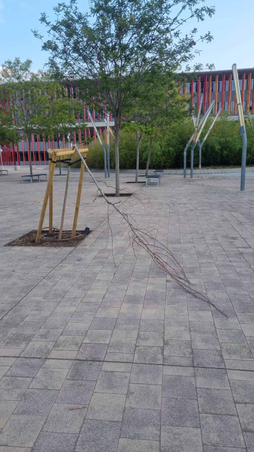 Así han quedado los árboles vandalizados en la zona Expo de Zaragoza