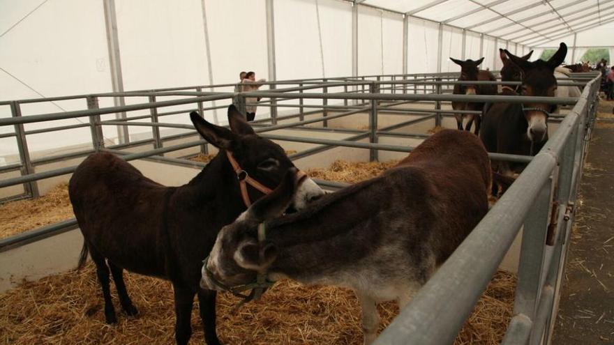 IX edición de la Exposición Internacional Canina de Lorca y Feria del Caballo Cruzado