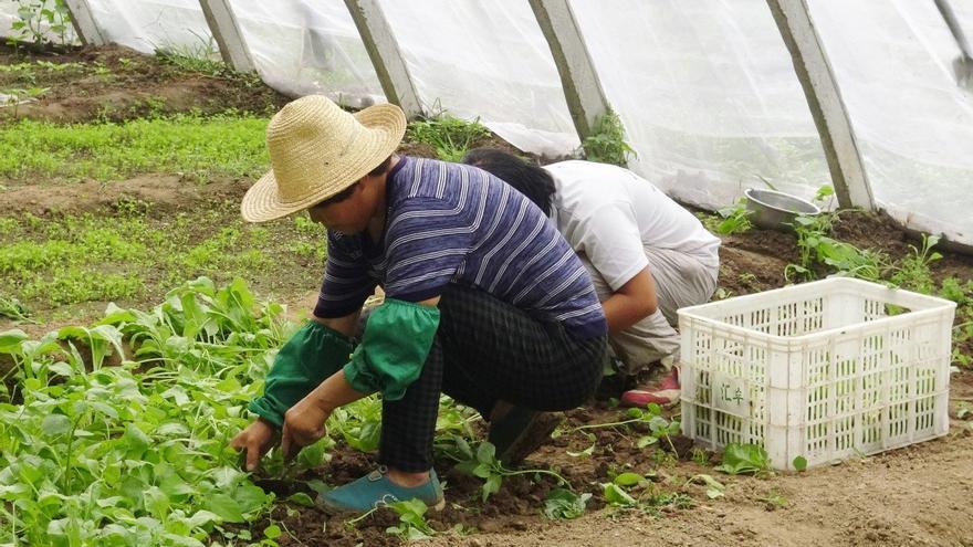 Trabajador extranjero