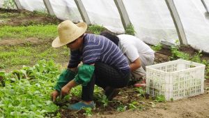 Archivo - Trabajador extranjero