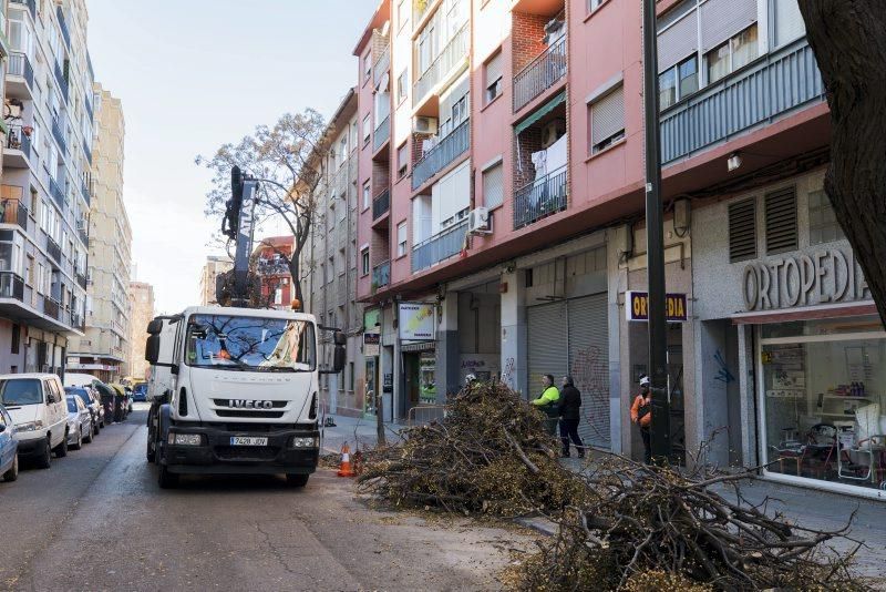 Árbol caído en la Calle Escultor Palao