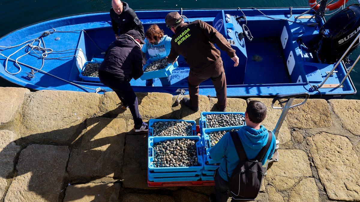 La devolución al mar de la almeja interceptada en la lonja de Vilanova, tras ser pesada, por proceder de una zona cerrada por biotoxinas.