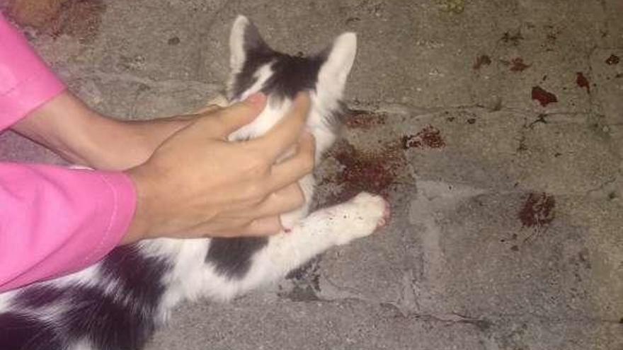 El gato herido sobre la acera de la calle Cabeza de Manzaneda. // FdV