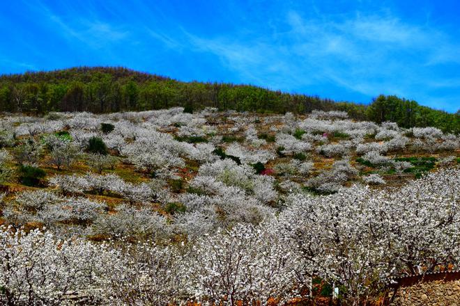 Valle del Jerte con los cerezos en flor vistos desde arriba