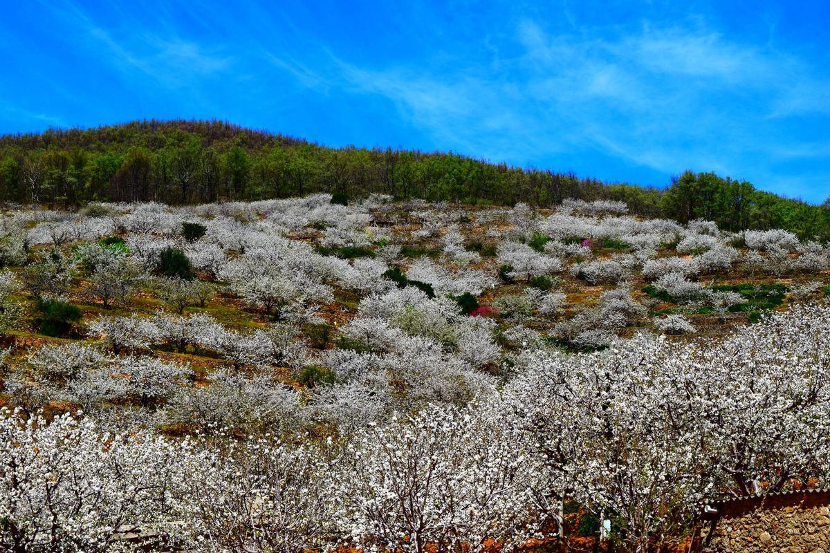 CEREZOS VALLE DEL JERTE | Empieza la floración de los cerezos del Valle ...