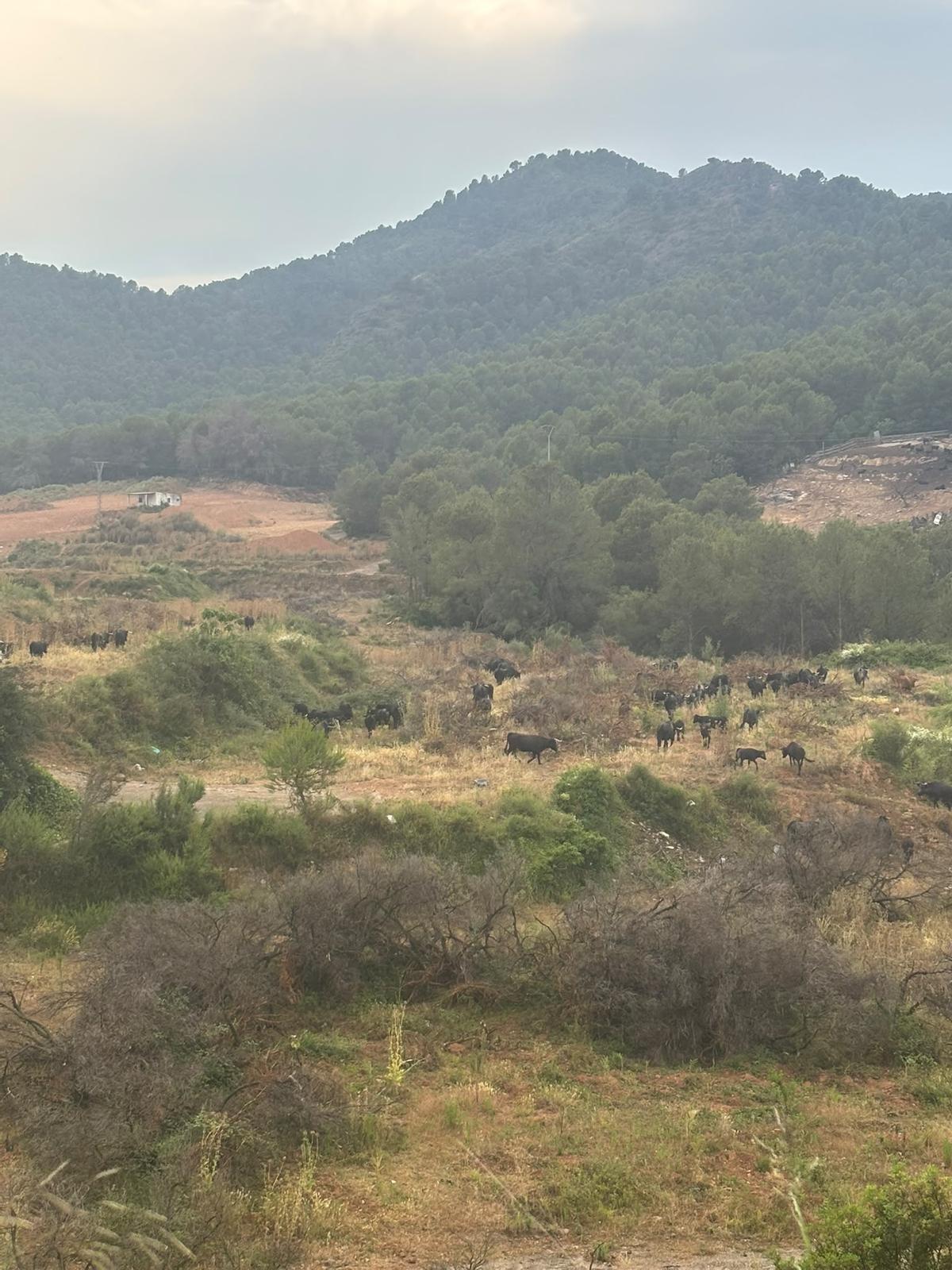 Vista aérea de la finca, antes del incendio.
