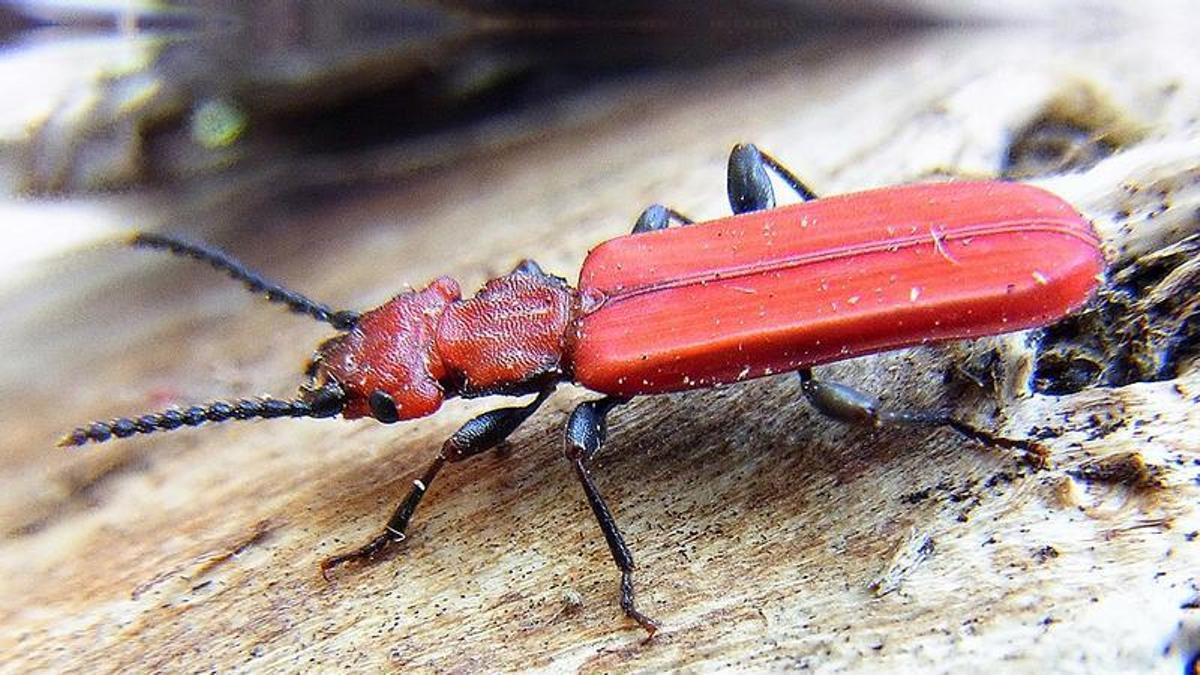 Un ejemplar de Cucujus cinnaberinus