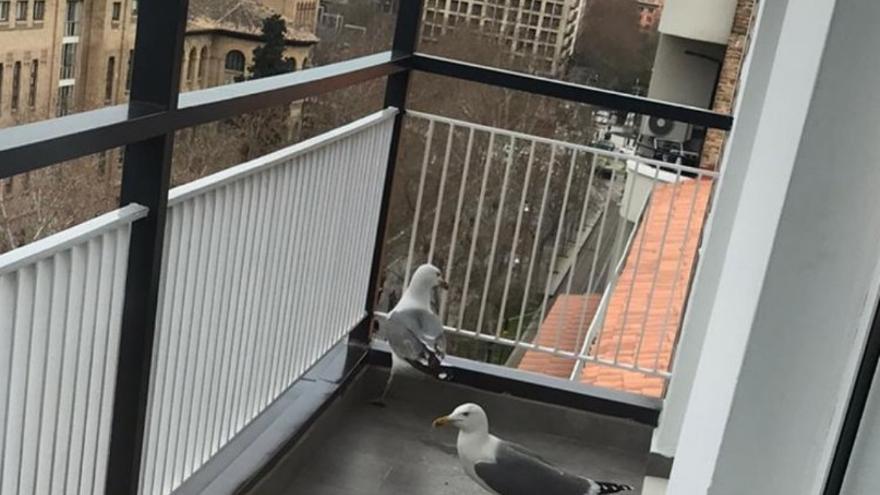 Gaviotas en un balcón de la Gran Vía de la capital aragonesa.