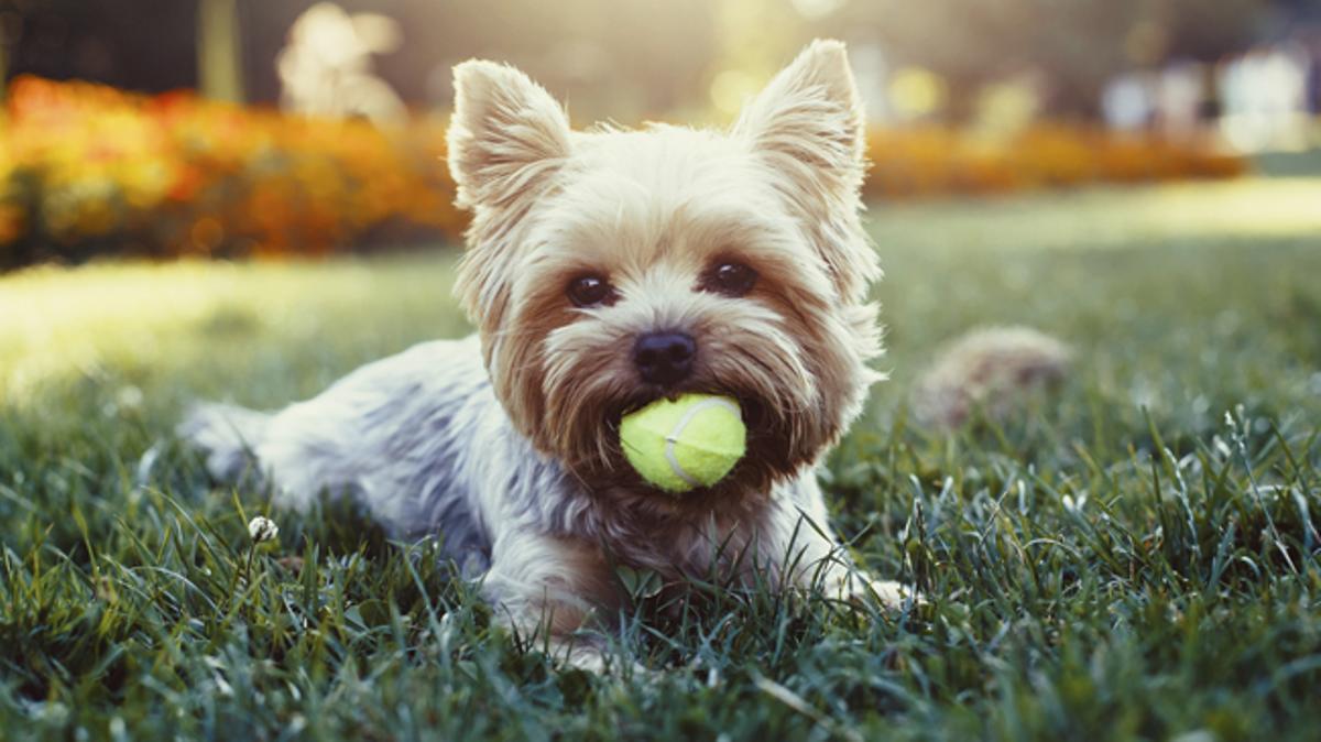 Las 10 mejores razas de perro para convivir con niños