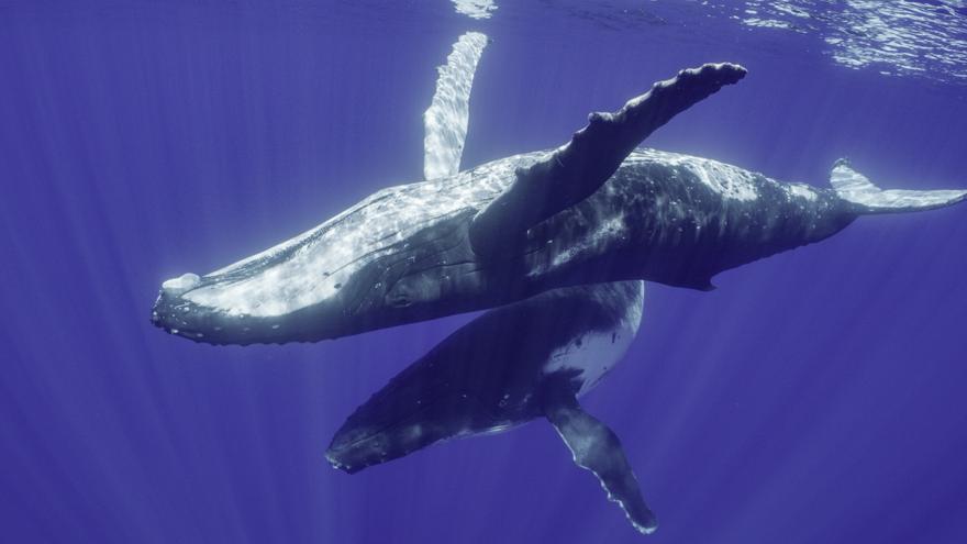Creen un certificat per a evitar les col·lisions de vaixells amb balenes