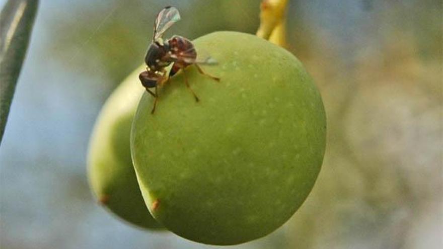 Oliven-Fruchtfliege: Balearen-Uni entwickelt Falle