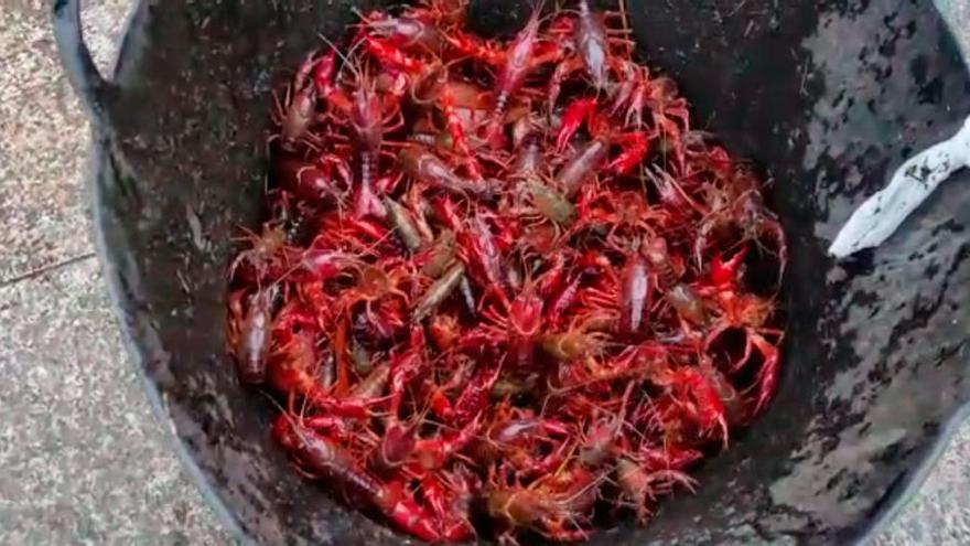 Detectan más de 75 kilos de ejemplares de cangrejo rojo americano en el estanque de la plaza de Europa, en Gijón