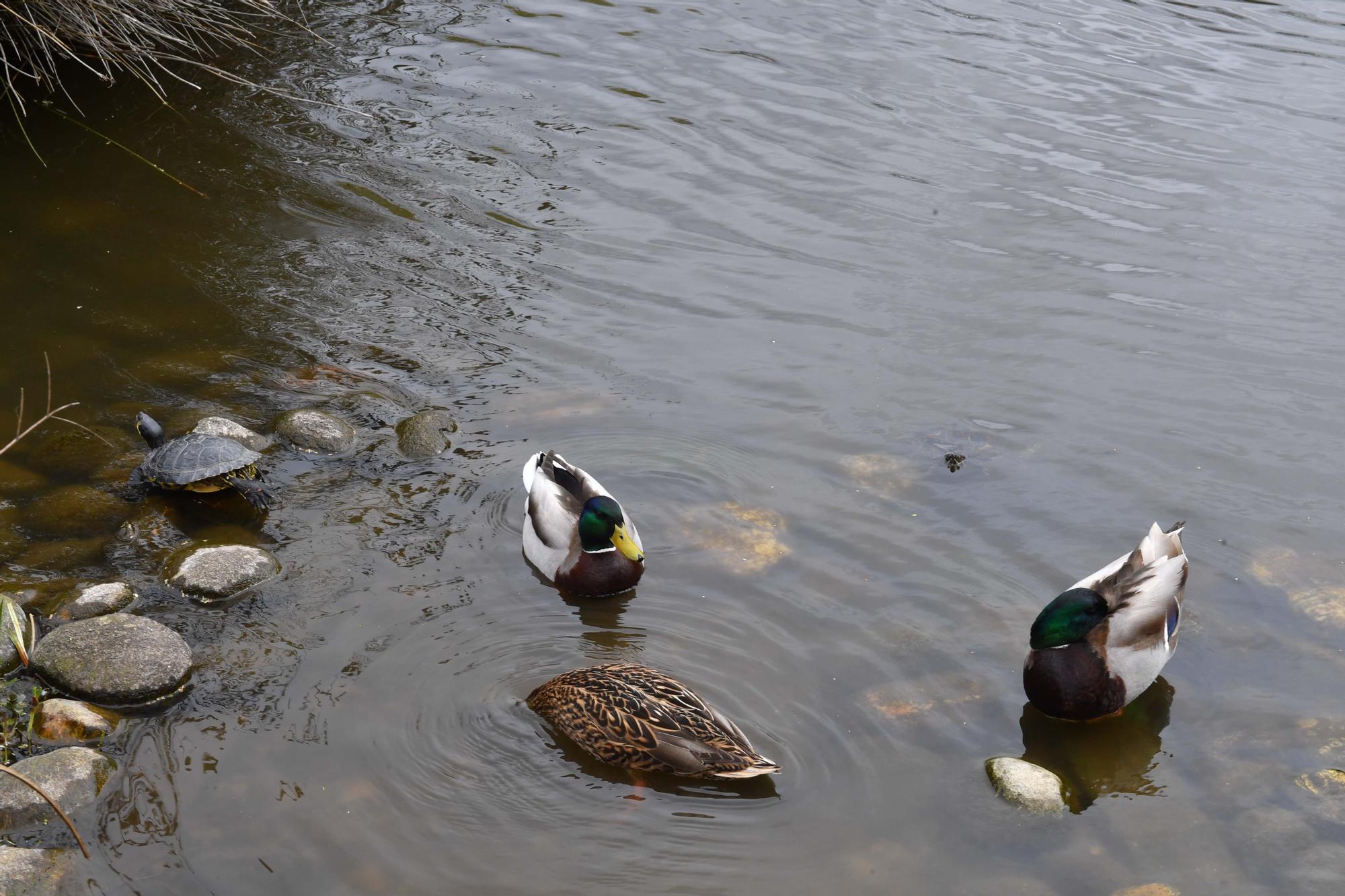 Quejas en Eirís por el estado del parque y la fuente en los jardines