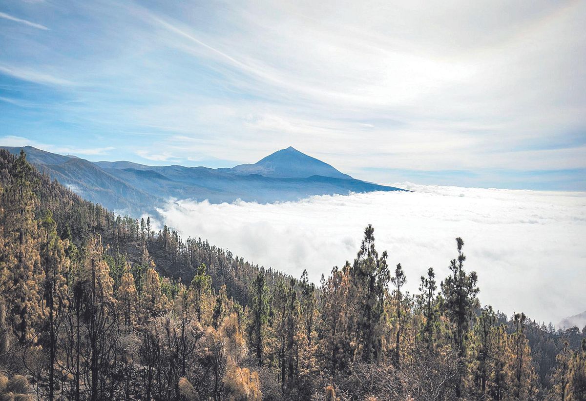 Panorámica tras el incendio de la Corona Forestal y el Teide desde el mirador de Chipeque.