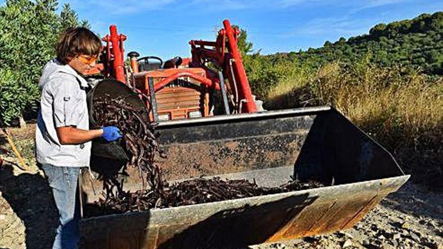 Dona treballant amb un tractor al camp.