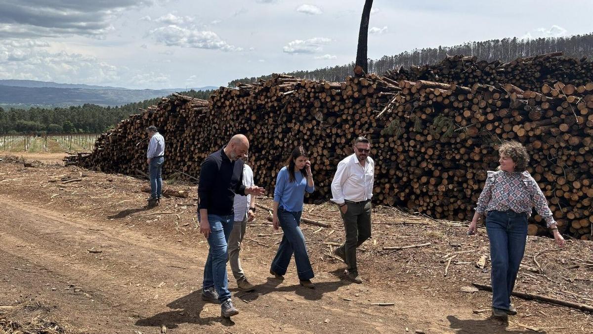 La conselleira de Medio Rural, María José Gómez, revisa los trabajos de retirada de madera quemada en Monterrei (Ourense).