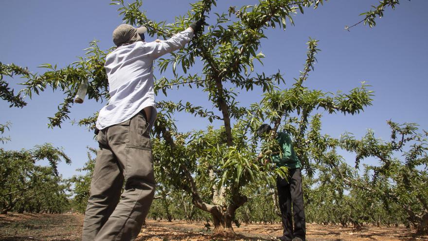 La falta de calibre enfría la campaña de la fruta pese a crecer la cosecha un 25%