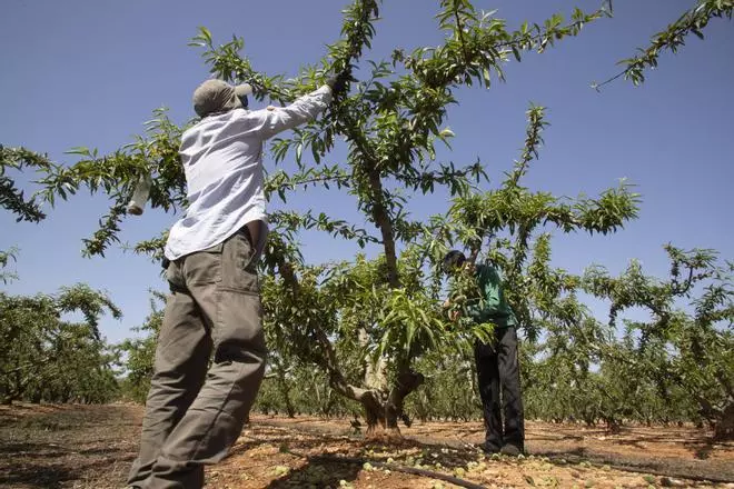 La falta de calibre enfría la campaña de la fruta pese a crecer la cosecha un 25%