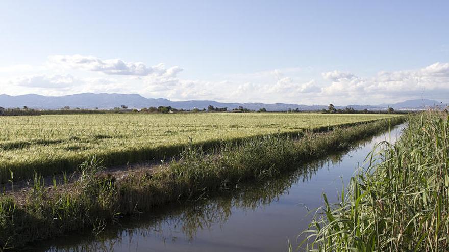 Paisaje de carrizal en la huerta de la Vega Baja y Elche/AHSA