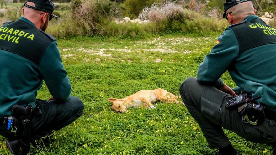 La investigación de los perros envenenados en Benissa se cierra sin hallar a los culpables