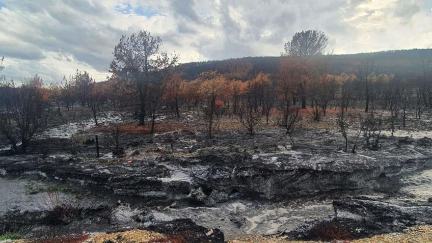 La lluvia comienza a arrastrar a los ríos la ceniza de los incendios