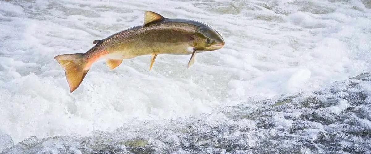 Los salmones ya pueden nadar libremente en estos ríos