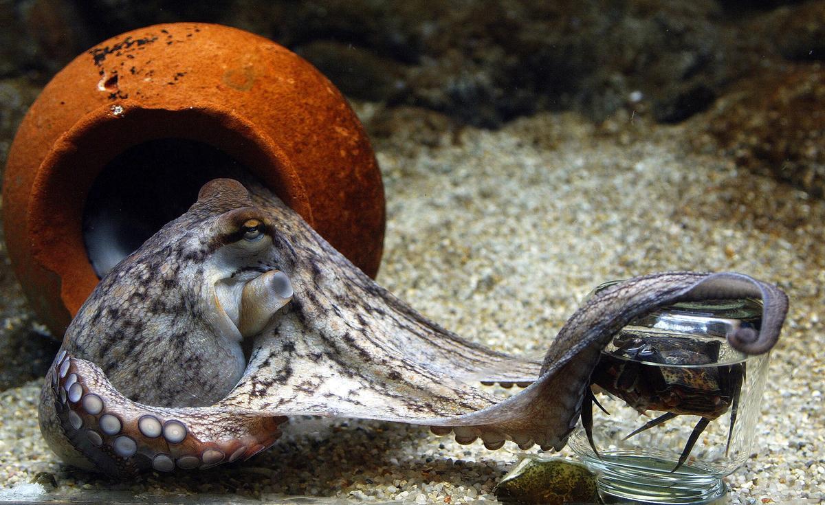 Un pulpo de dos meses (Octopus Vulgaris) intenta desenroscar la tapa de un frasco para agarrar su contenido, un cangrejo, 23 de junio de 2004 en el Acuario de Dinamarca en Copenhague. La criatura mediterránea de medio kilo de peso y medio metro de largo no tuvo éxito esta vez, pero según el biólogo Anders Uldal, lo logró una vez. Uldal dice que el pulpo es muy confiado, extremadamente curioso y, con diferencia, el animal más inteligente del acuario. Un miembro de la especie Homo Sapiens finalmente lo ayudó a comer malhumorado. AFP PHOTO/JORGEN JESSEN/SCANPIX