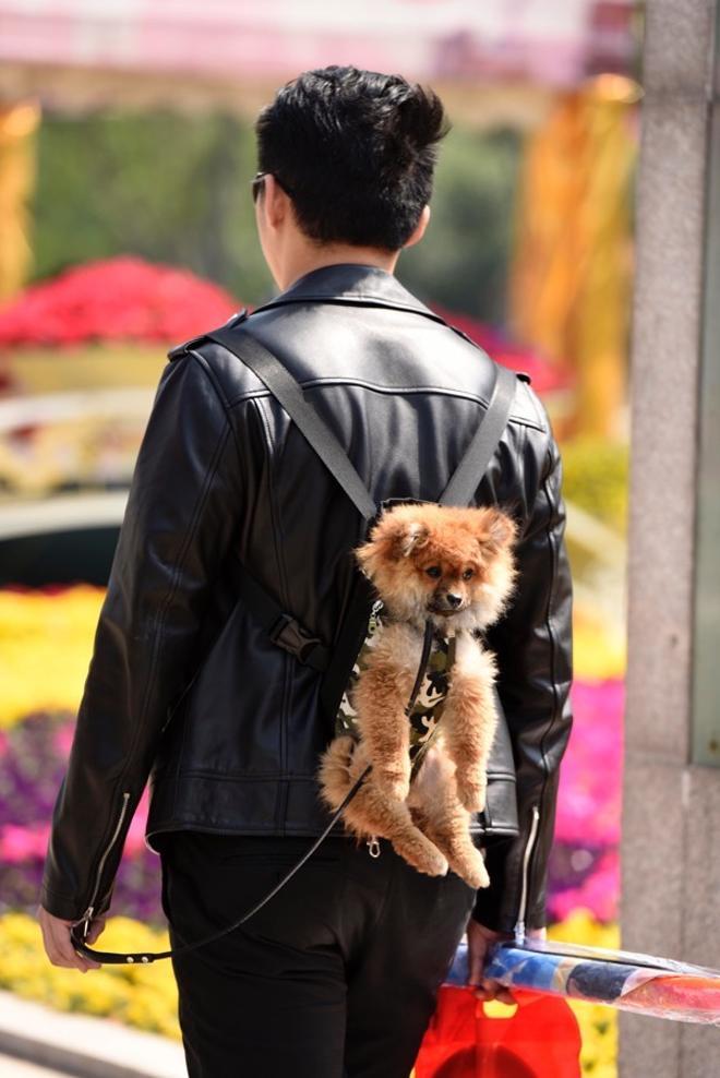 Mochila para perro