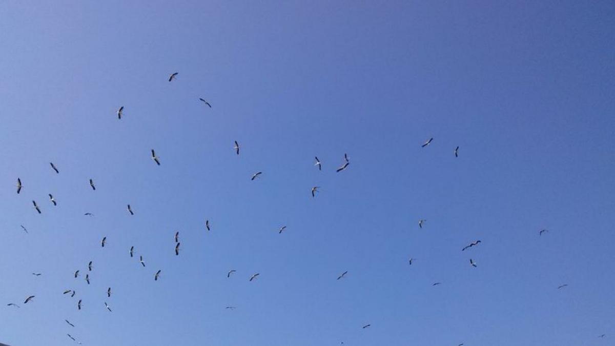 Imatge de les cigonyes sobrevolant Banyoles, dimarts. | ENRIC ESTRAGUÉS