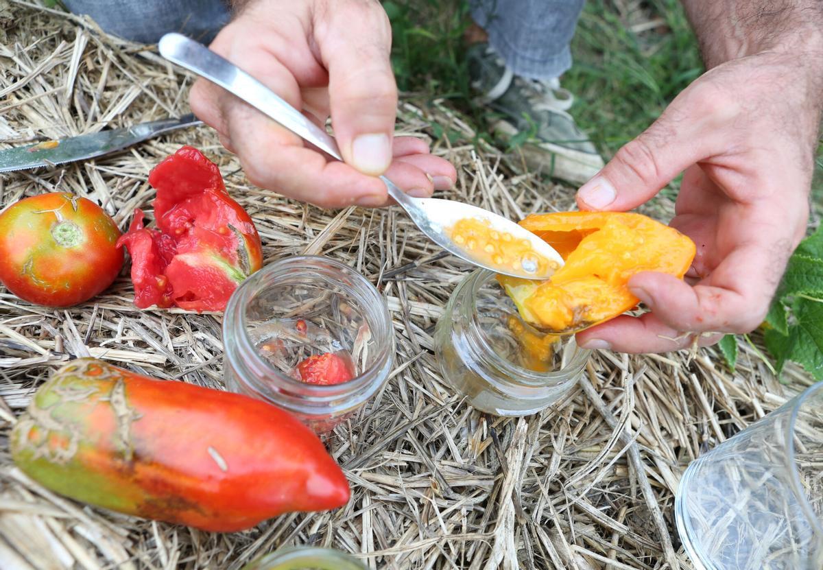 Un hombre extrae semillas de distintas variedades de tomate en su huerto, en una imagen de archivo.