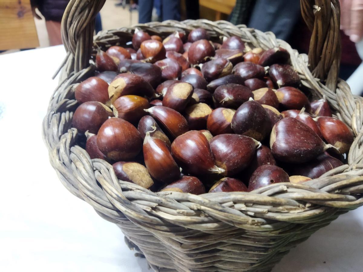 Castañas recién recolectadas en la cesta