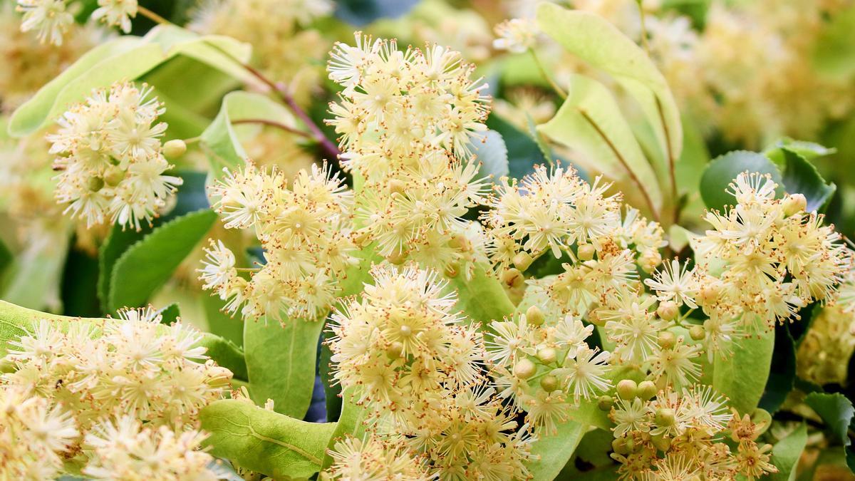 Las flores de tila, en su estado natural.