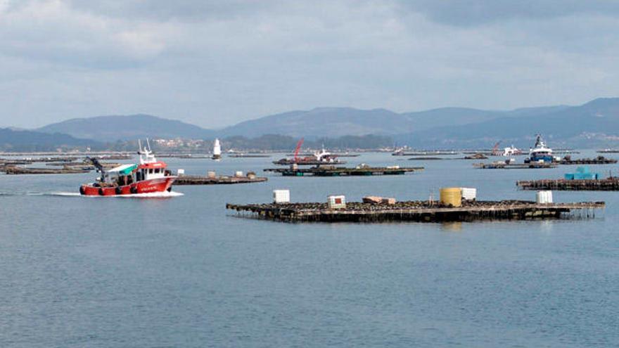 Polígonos bateeiros en la ría de Arousa. // Noé Parga