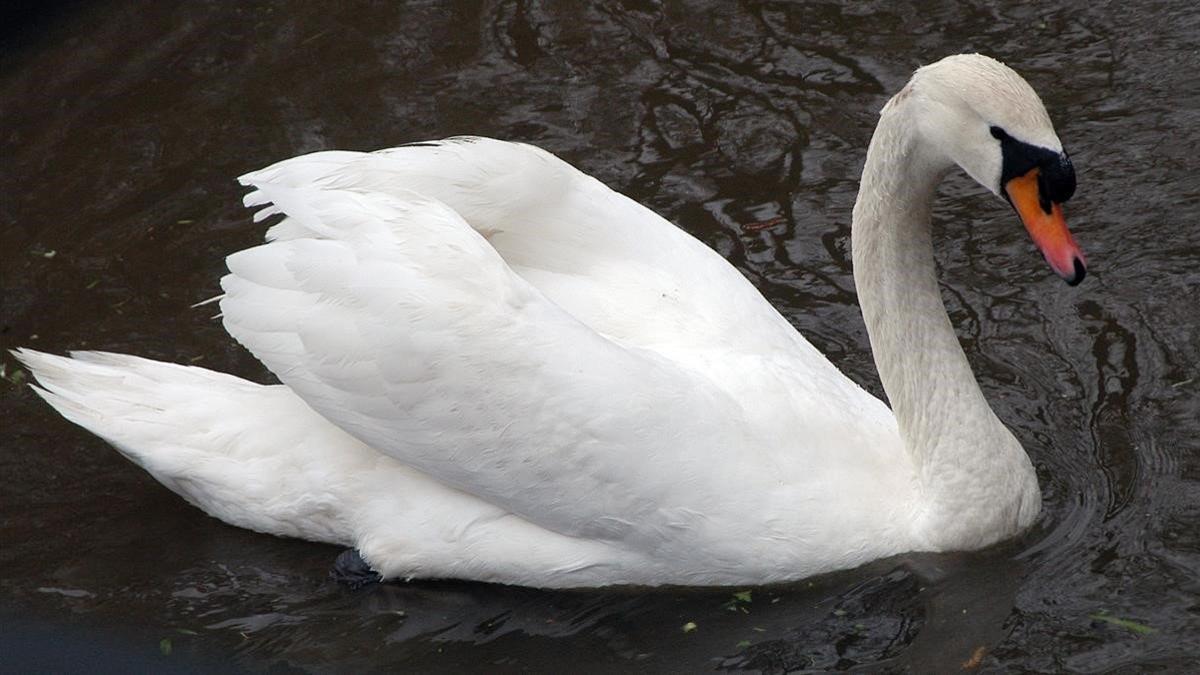 Un cisne en un parque urbano