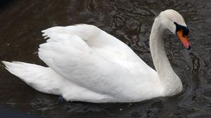 zentauroepp4187670 la coru a  una cisne blanco en el parque urbano en sta cruz 200521204855