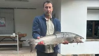 Ya hay campanu en Asturias: pescado en el Narcea y pendiente de subasta en Cornellana