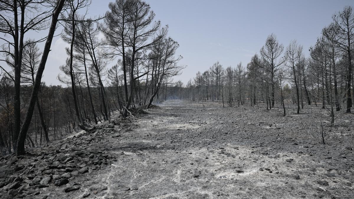 Ocho medios aéreos se incorporan al incendio forestal de Venta del Moro