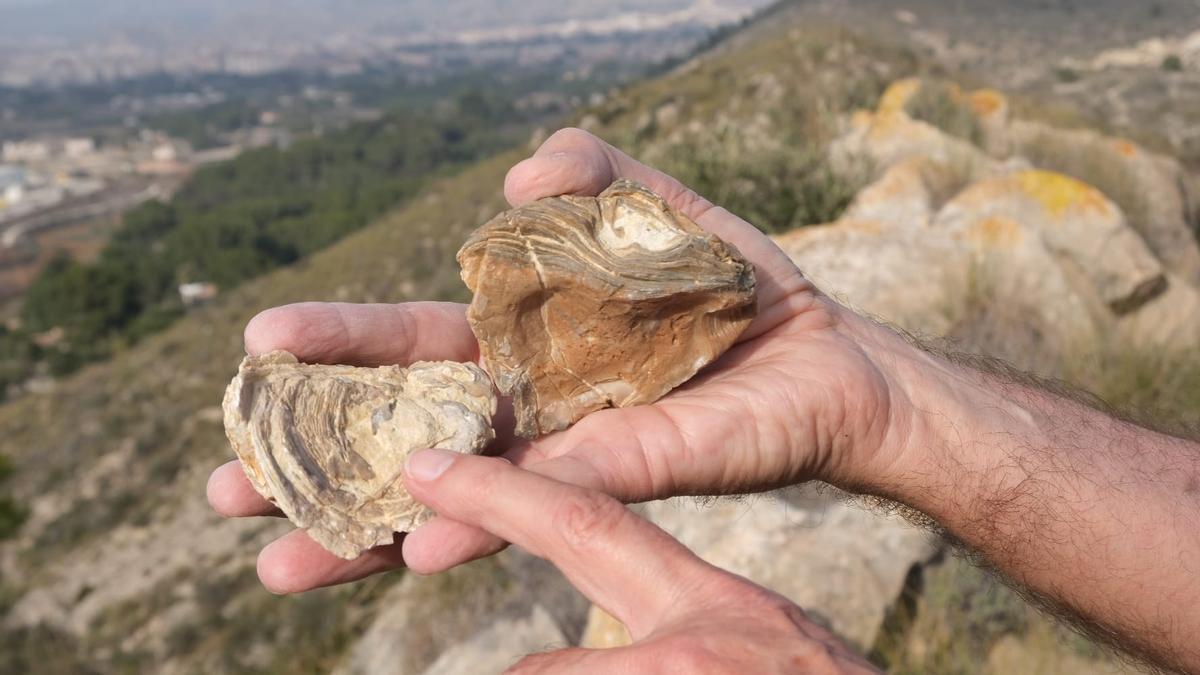 Las ostras de un arrecife fosilizado de hace cuatro millones de años descubiertas en el monte Bateig de Elda.