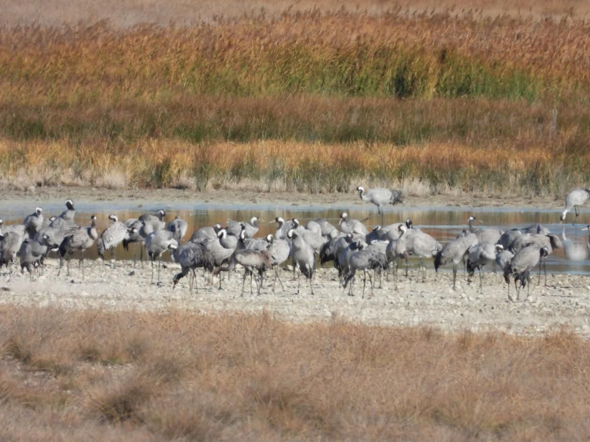 Las grullas llegan ya a Gallocanta, con una lámina de agua «histórica»