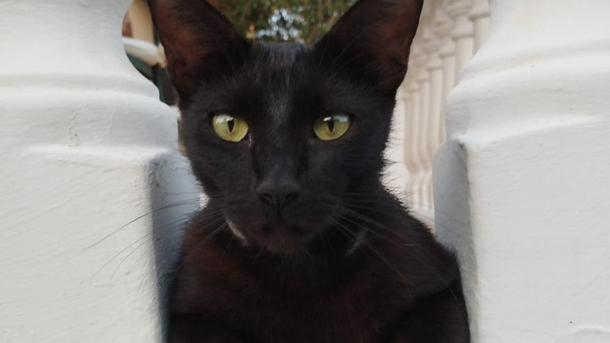 Un gato negro.