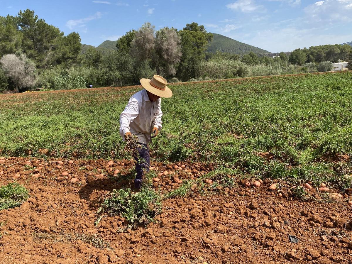 Galería: Así ha sido la presentación de la campaña de la 'patata vermella eivissenca' en Es Figueral Galería: Así ha sido la presentación de la campaña de la 'patata vermella eivissenca' en Es Figueral