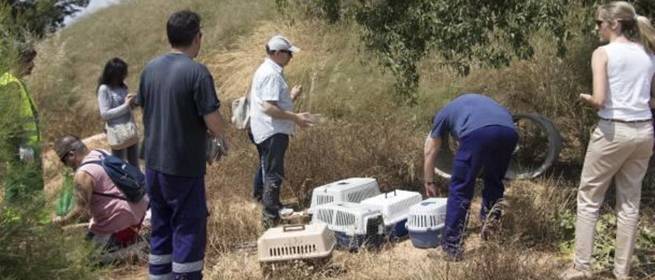 La protectoras de Torrent en un C. E. S. de una colonia felina.