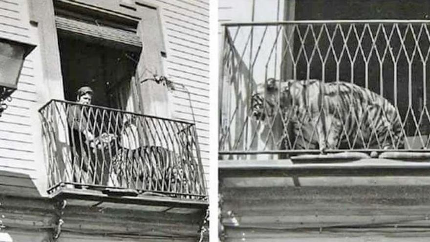 La casa de Sevilla que tenía un tigre en su balcón: era la mascota del director del zoo