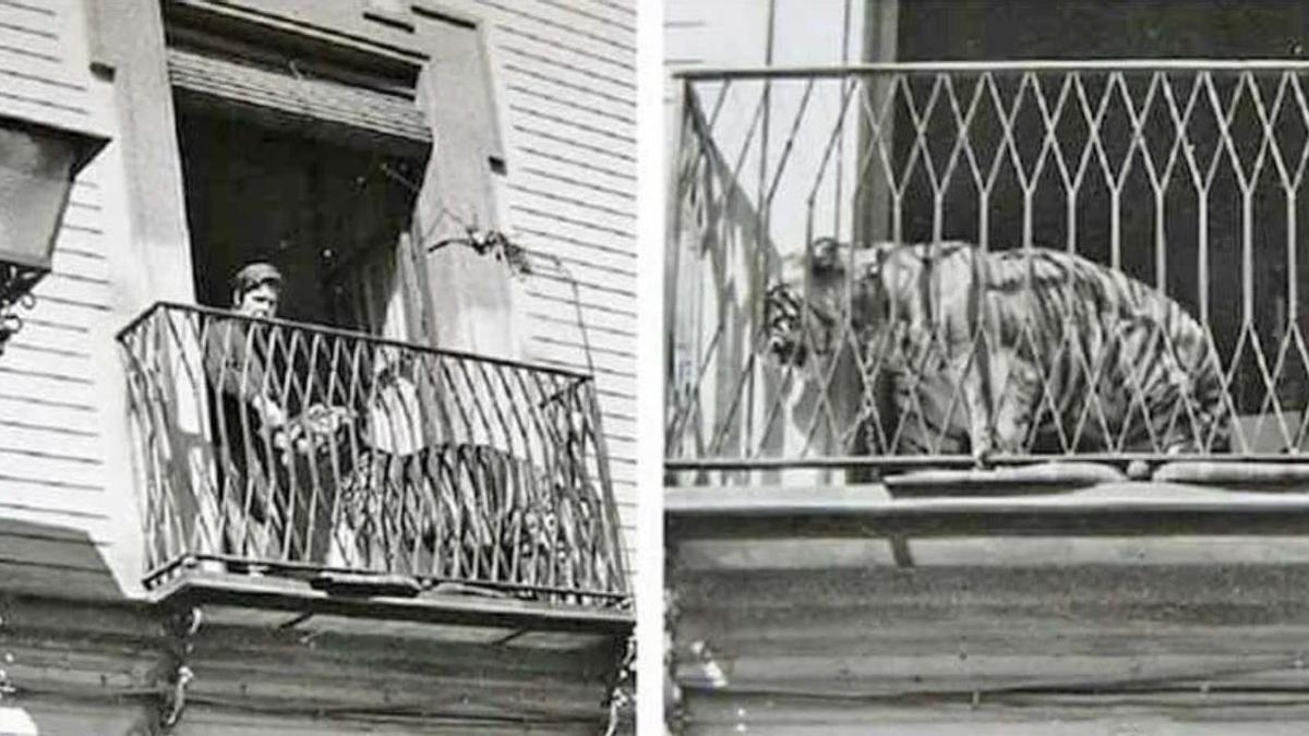 El tigre asomado en el balcón de este edificio de Sevilla junto a la otra mascota del aventurero, un perro