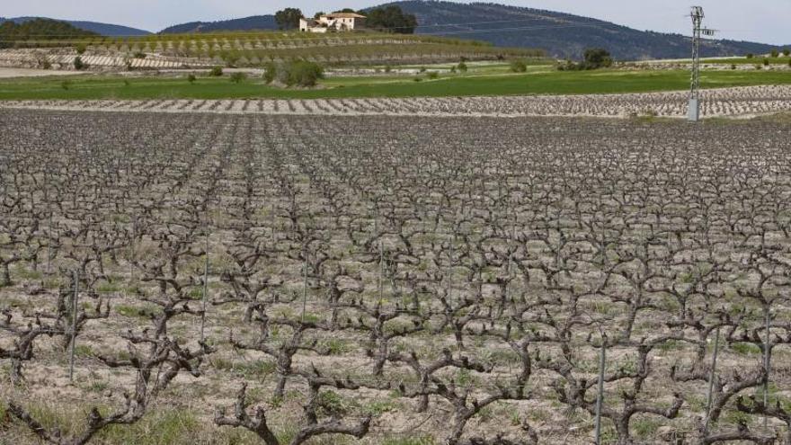 Una extensión de cultivo de viñedos para la producción de vino, en una imagen de archivo.  | PERALES IBORRA