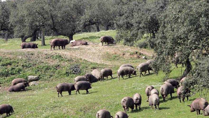 Vara pide al sector del ibérico que no caiga en los errores del pasado