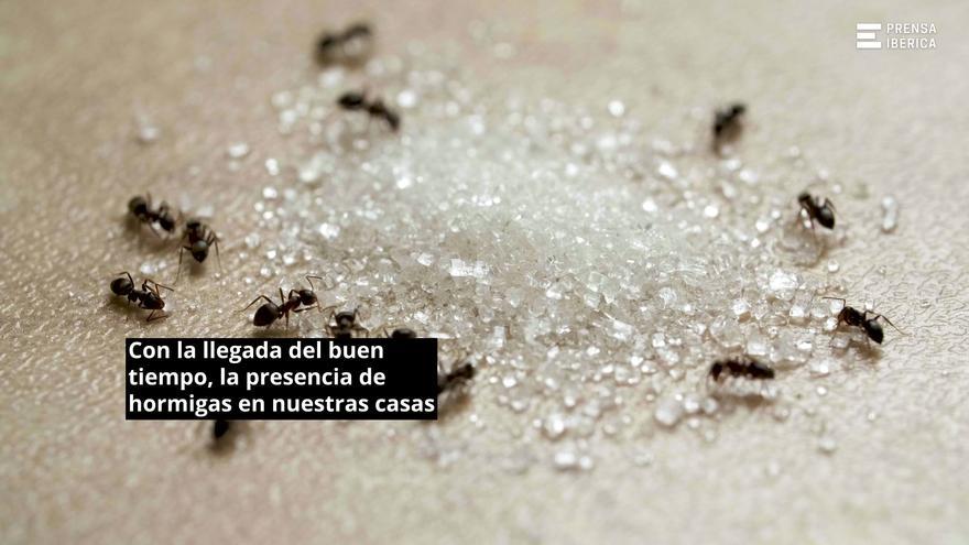 Diez remedios naturales para acabar con las hormigas en casa