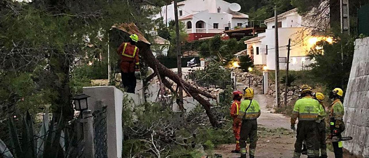 Los bomberos trabajan para retirar uno de los árboles caídos en Almiserà.